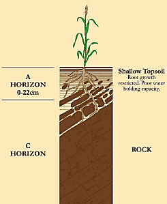 Horizon Plants Grow To Order Program