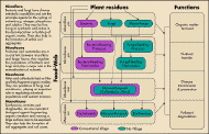 3_2_fig1_soil_biota.gif (47325 bytes)