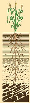 soilprofile